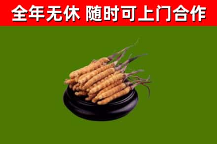 上虞烟酒回收冬虫夏草.jpg