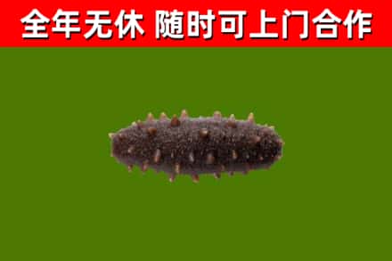 上虞烟酒回收干海参.jpg